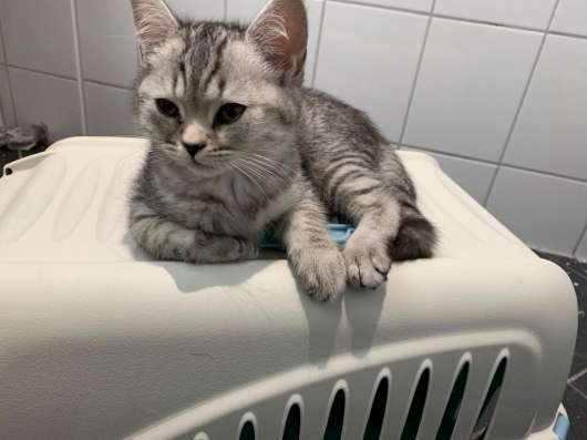 Schottische Faltohrkatzen