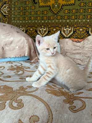 Отдам котёнка в хорошие руки в Сызрани