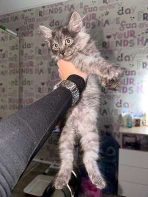 Котенок в добрые руки