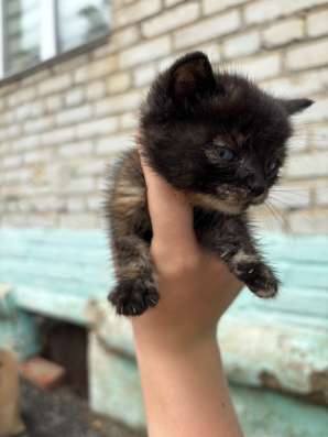 Котенок в добрые руки в Хабаровске