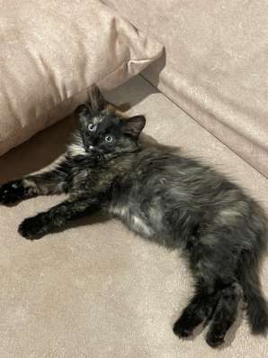 Котёнок трёхцветный