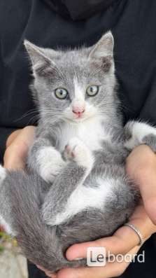 Отдам котят в добрые руки (Кочубей/Кизляр)
