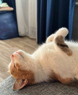 кошка Муся