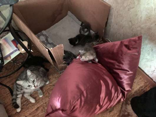 Отдам котят в Нижнем Новгороде фото 16