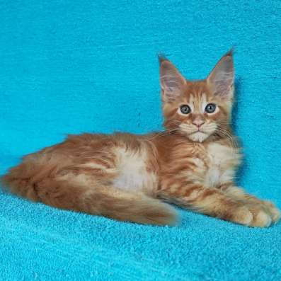 Котики мей-кун из питомника в Владимире фото 6