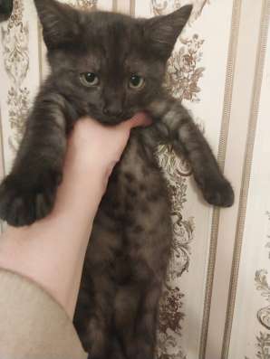 Котята от домашней кошки в добрые руки в Москве фото 8