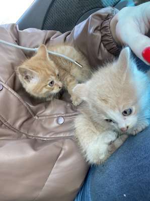 Отдам котят в Кемерове фото 5