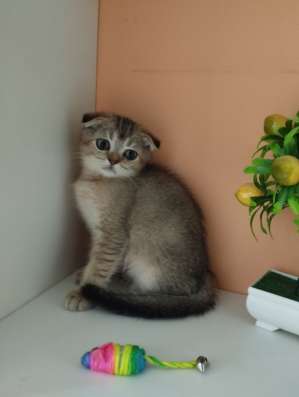 Шотландский котёнок