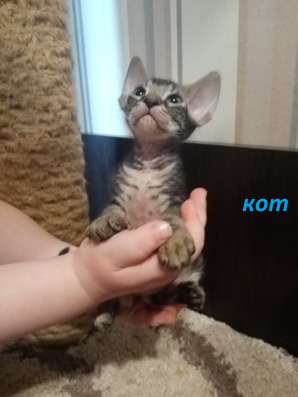 Котята донского сфинкса фото 6