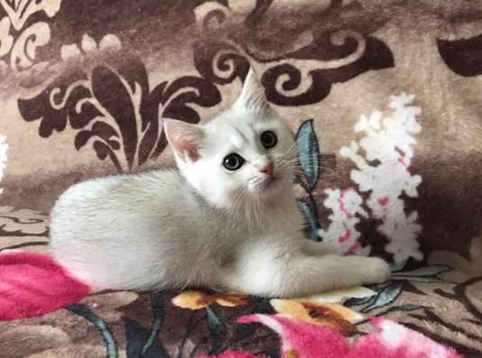 Серебристый котик