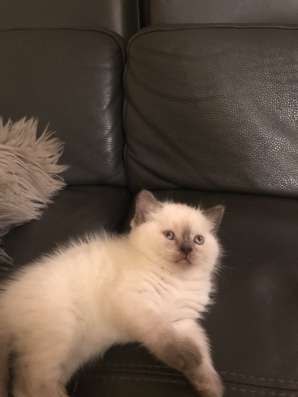 Шотландский котёнок блю поинт девочка