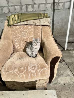 Кот в подарок в Грозном