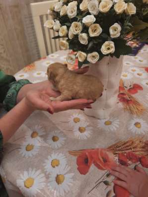 Продам щенка той пуделя, резерв в Новотроицке фото 3