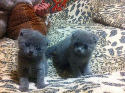 Шотландские котята