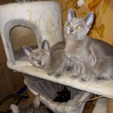 Европейская бурма котята в Брянске фото 13