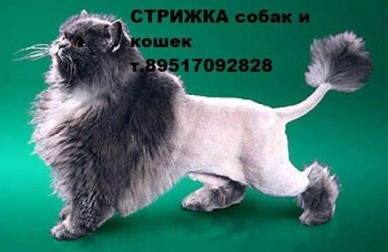 Стрижка собак и кошек в Смоленске
