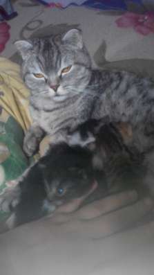Отдам котят