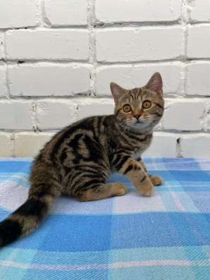 Британские котята в Москве фото 7