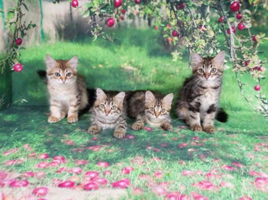 Сибирские котята в Апрелевке фото 6