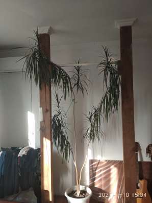 Драцена