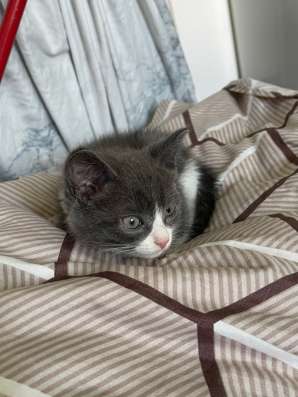 Котенок