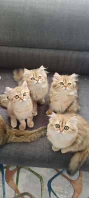 Котята шотландские