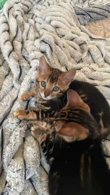 Бенгальские котята для