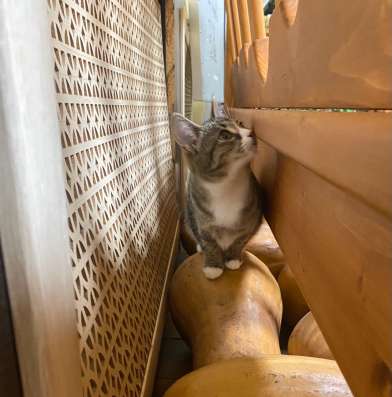 Котенок в Москве