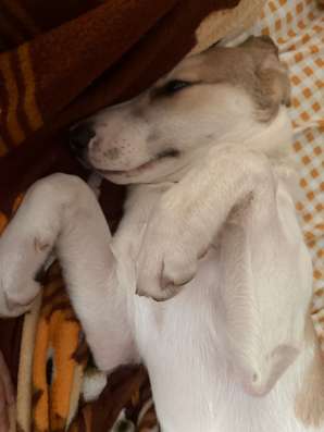 Собака