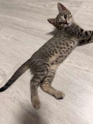 Котёнок в добрые руки в Москве фото 3