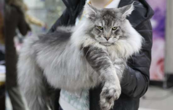 Котята Мейн Кун в Санкт-Петербурге