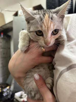 Котенок в добрые руки