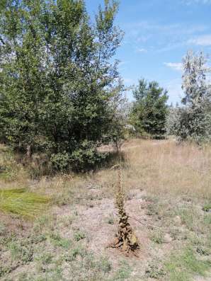 Участок в окружении леса в Керчи фото 4