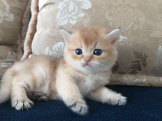 Золотые британские котята