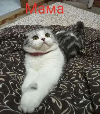 Шотландские котята фото 4