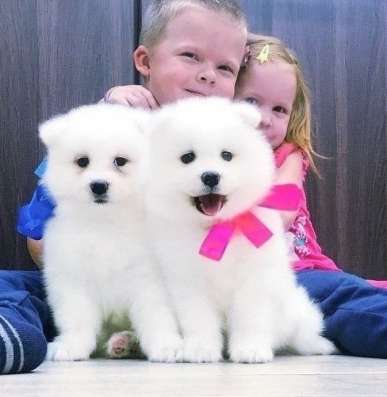 Белоснежные собачки самоеды