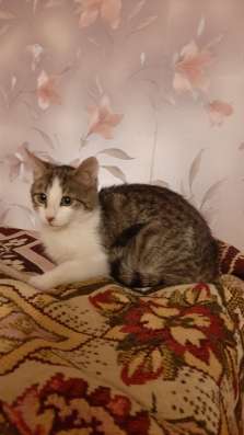 Милая кошечка