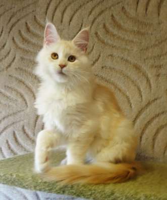 Котики мей-кун из питомника в Владимире фото 19