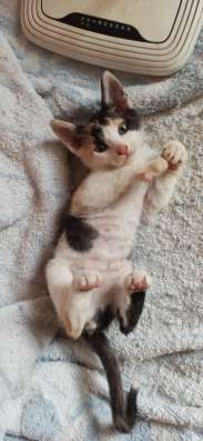 Котята породы Донской сфинкс фото 5