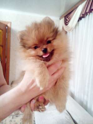 Щенки померанского шпица в Брянске