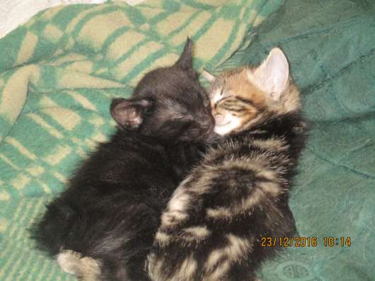 Курильские бобтейлы