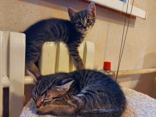 Котята в добрые руки в Красногорске