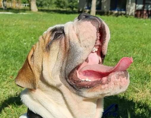 Englische Bulldogge