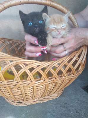 Котята в добрые руки фото 4