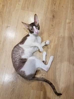 Котята корниш рекс фото 3