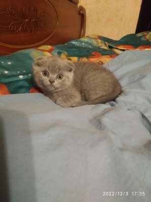 Шотландские котики фото 3