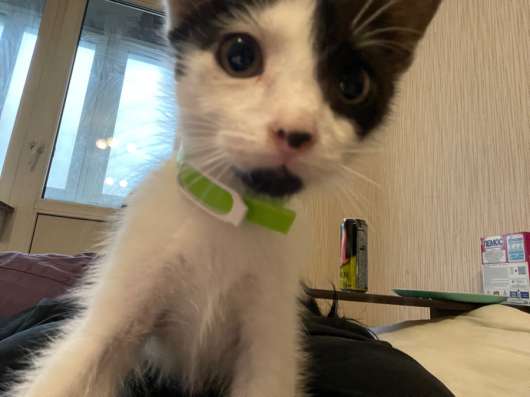 Котенок в добрые руки