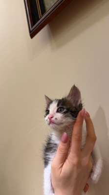 Котята ищут дом в Москве фото 7