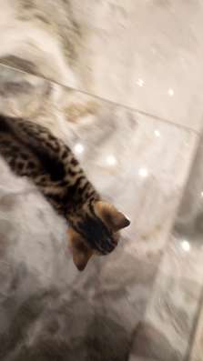 Бенгальский котенок девочка