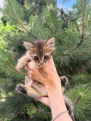 Котенок девочка в добрые руки